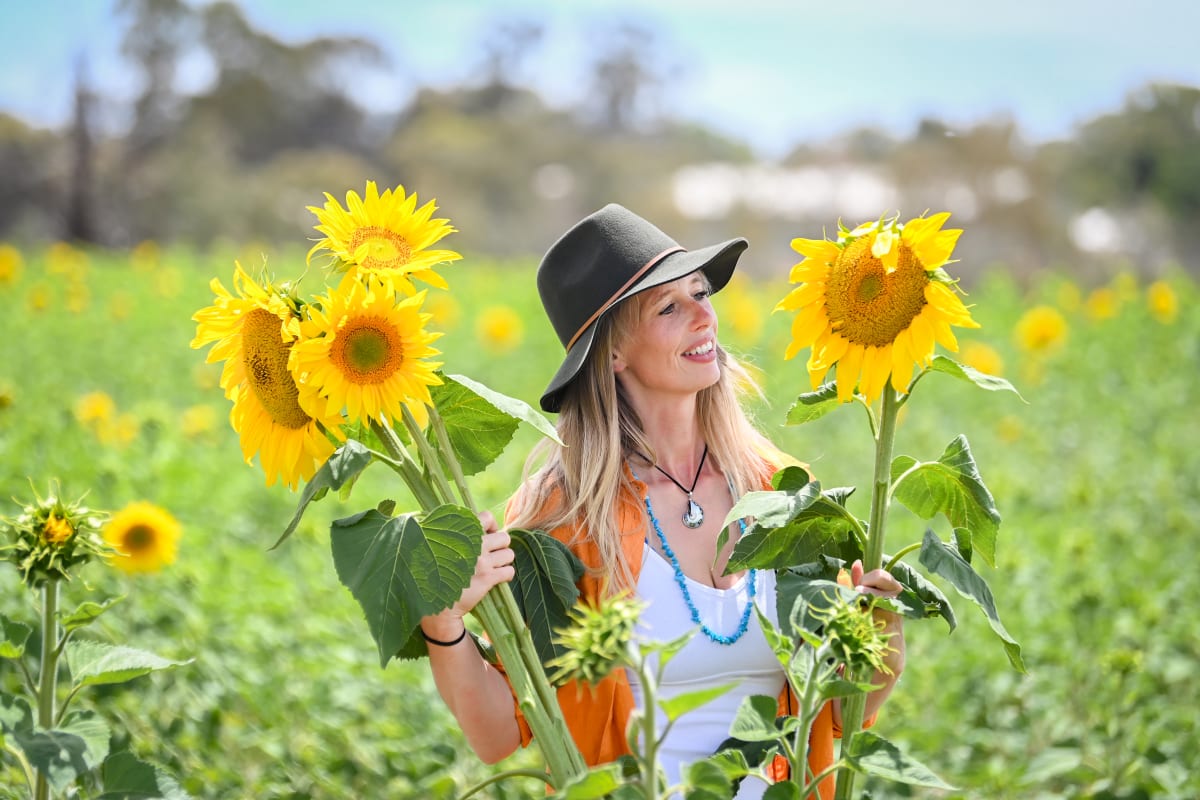 Millions of blooms as sunflower trail grows