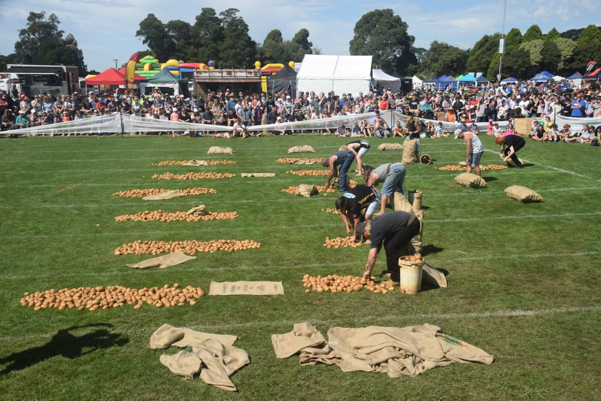 Crunch time for potato festival