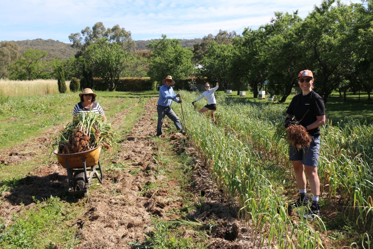 A golden garlic harvest at Eldorado