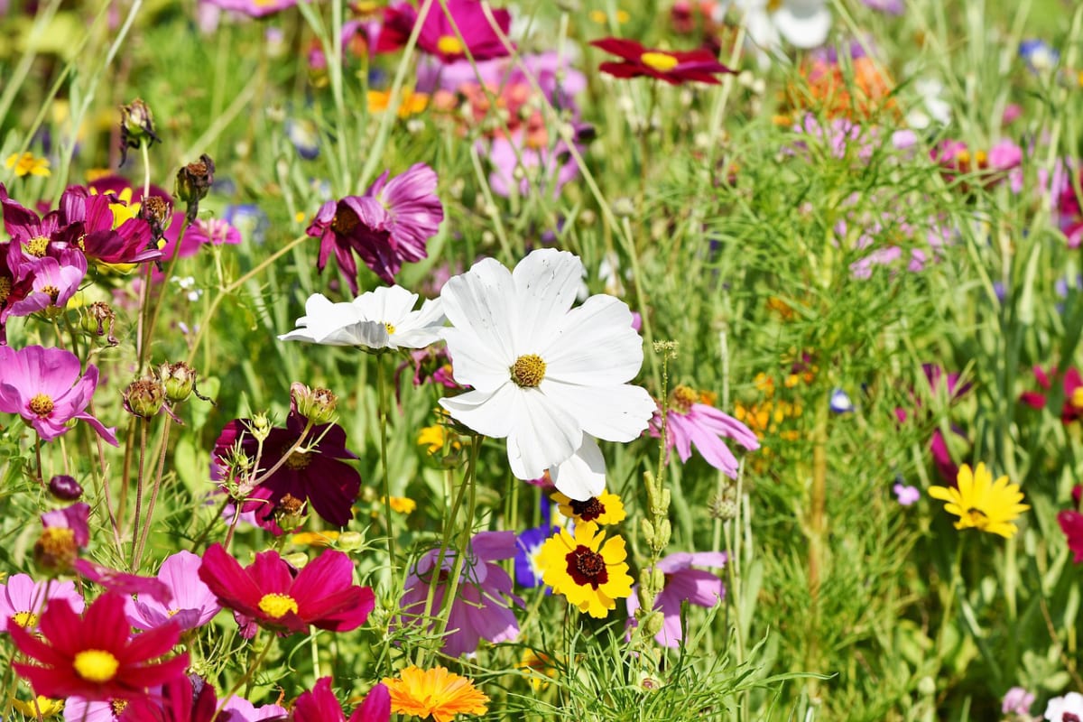 Wildflower Magic