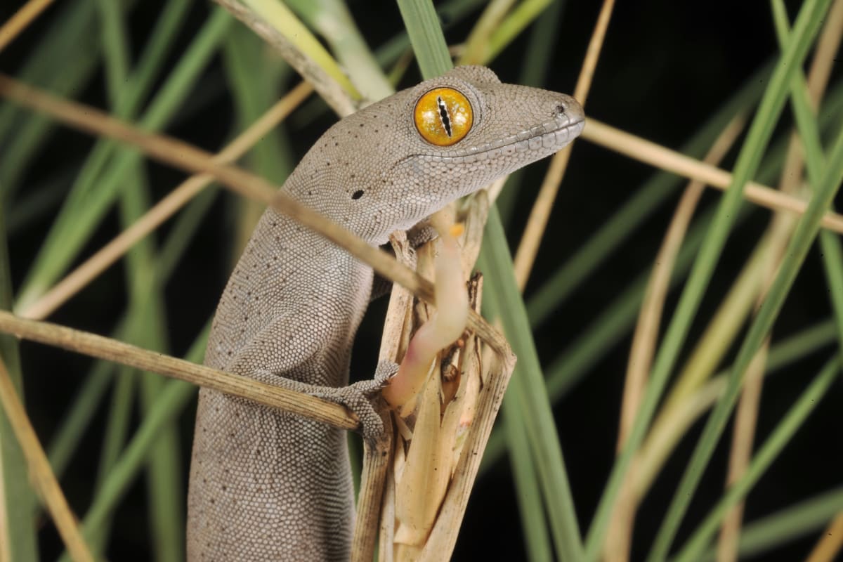 In Australia lizard fishing is totally different to this. Is that