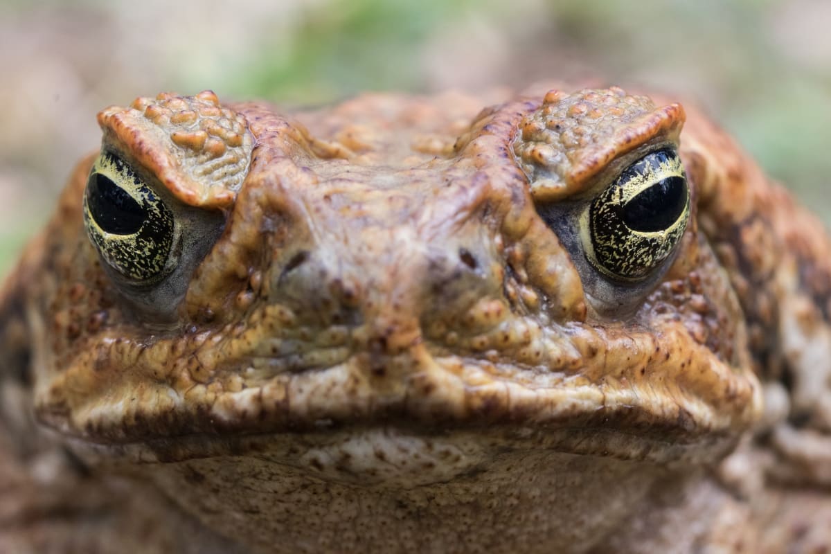 On The Hop Gaining An Edge Over The Cane Toad Scourge Monash Lens 9840