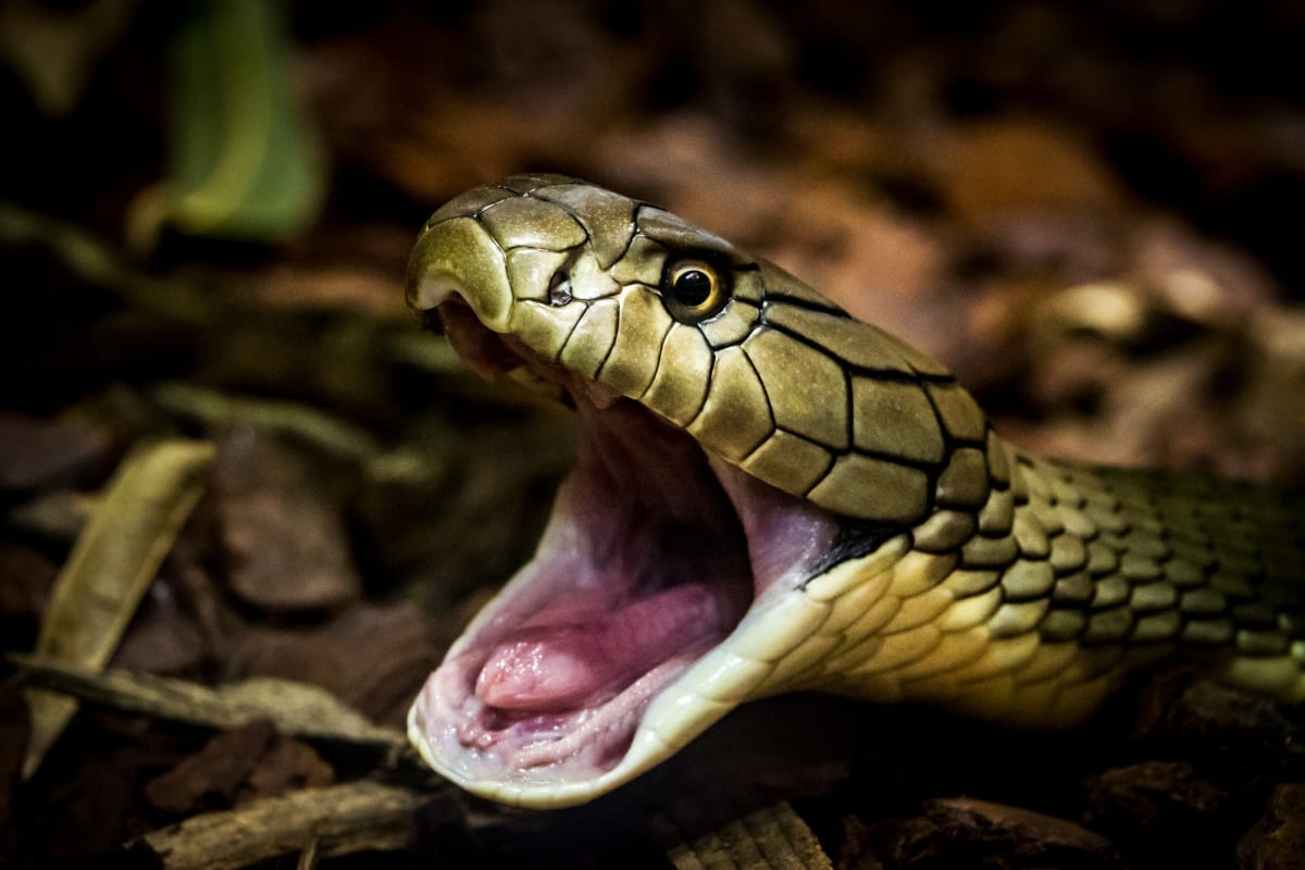 How snake fangs evolved to perfectly fit their food – Monash Lens