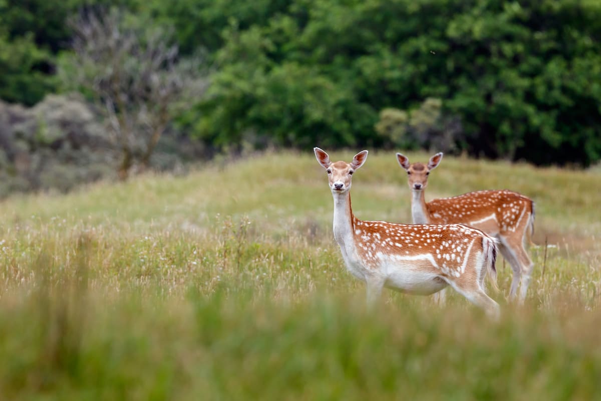 Introduction to deer Australian Deer Association