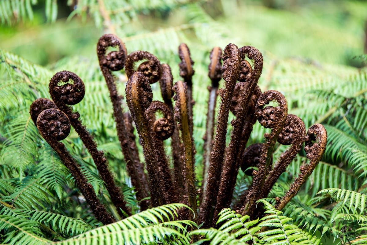 Challenges for native plant nurseries