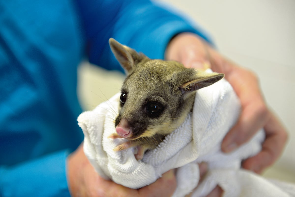 A chimney ‘Santa slide’ and baby possum antics