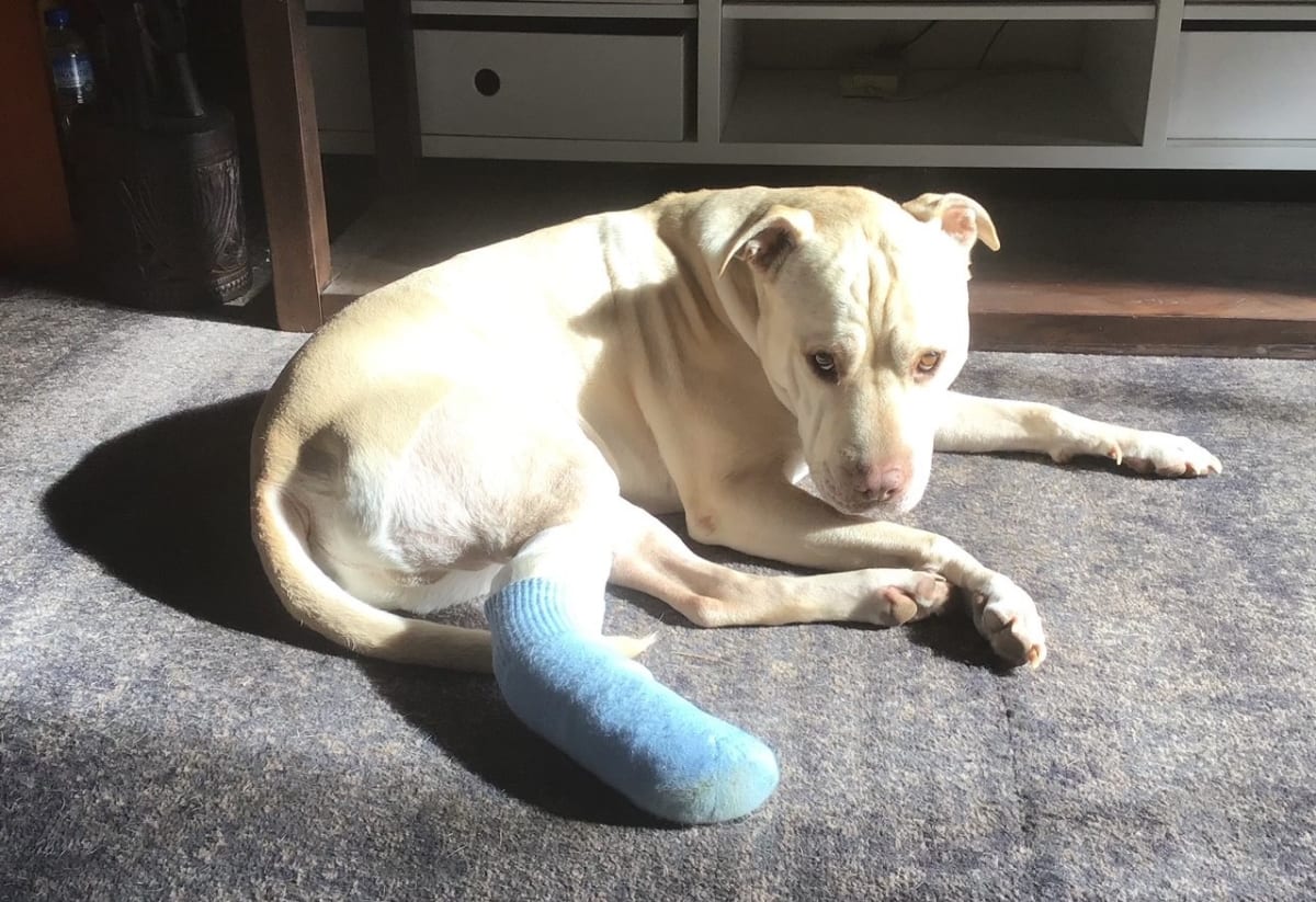Auckland Council Pays 16K To Heal Dog Before Putting It Down Newsroom auckland-council-pays-16k-to-heal-dog-before-putting-it-down-newsroom
