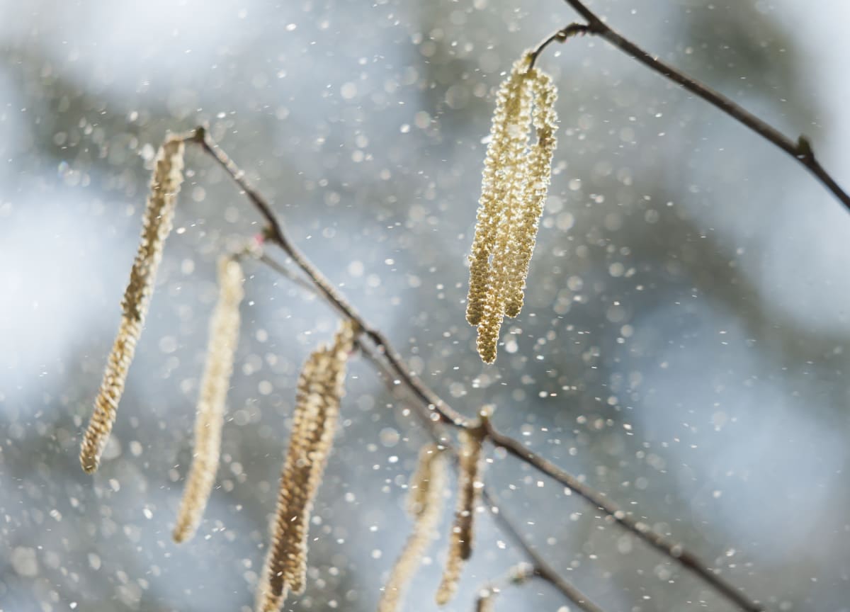 Devil’s in the Detail for Allergy Sufferers