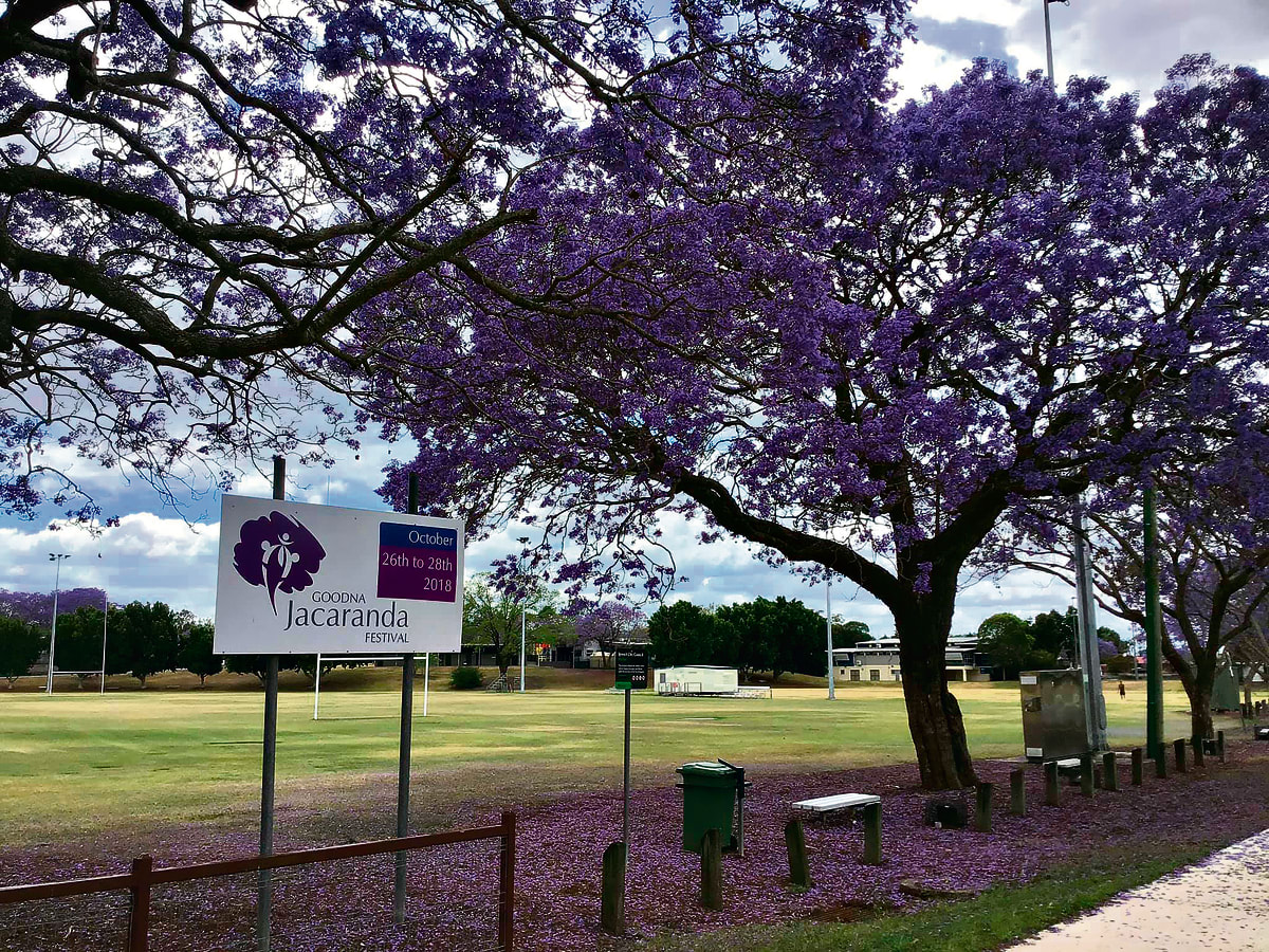 Jacaranda Festival to return next year
