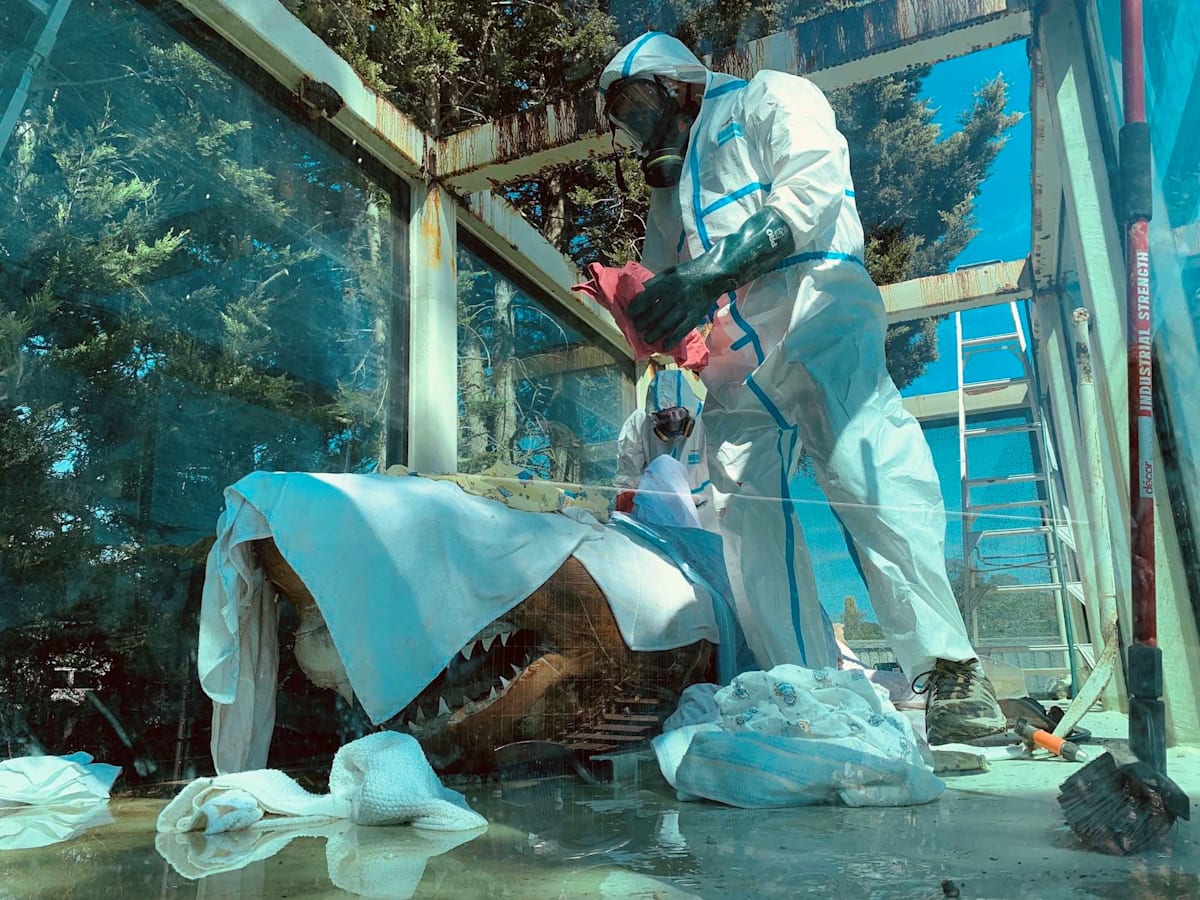 Rosie the shark revisited