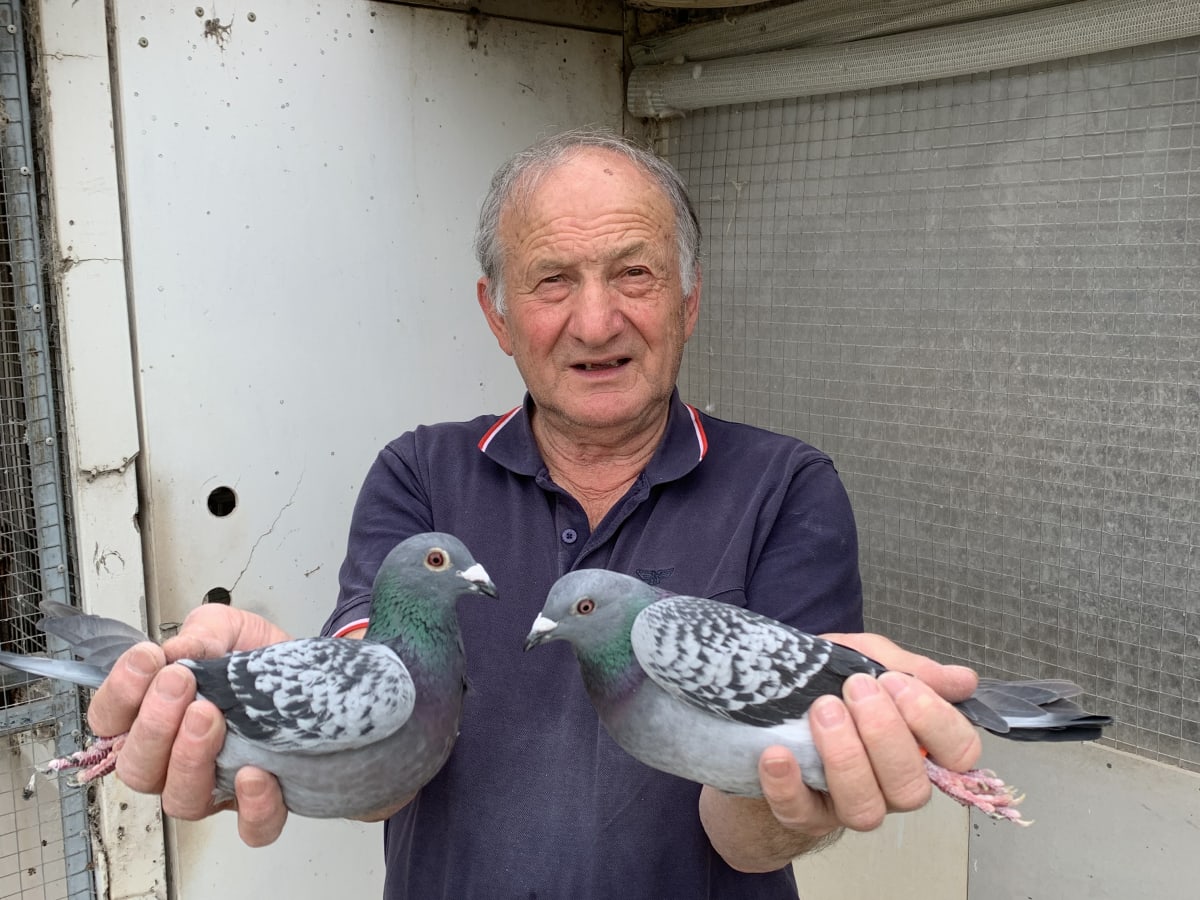 Pigeon racing season concludes