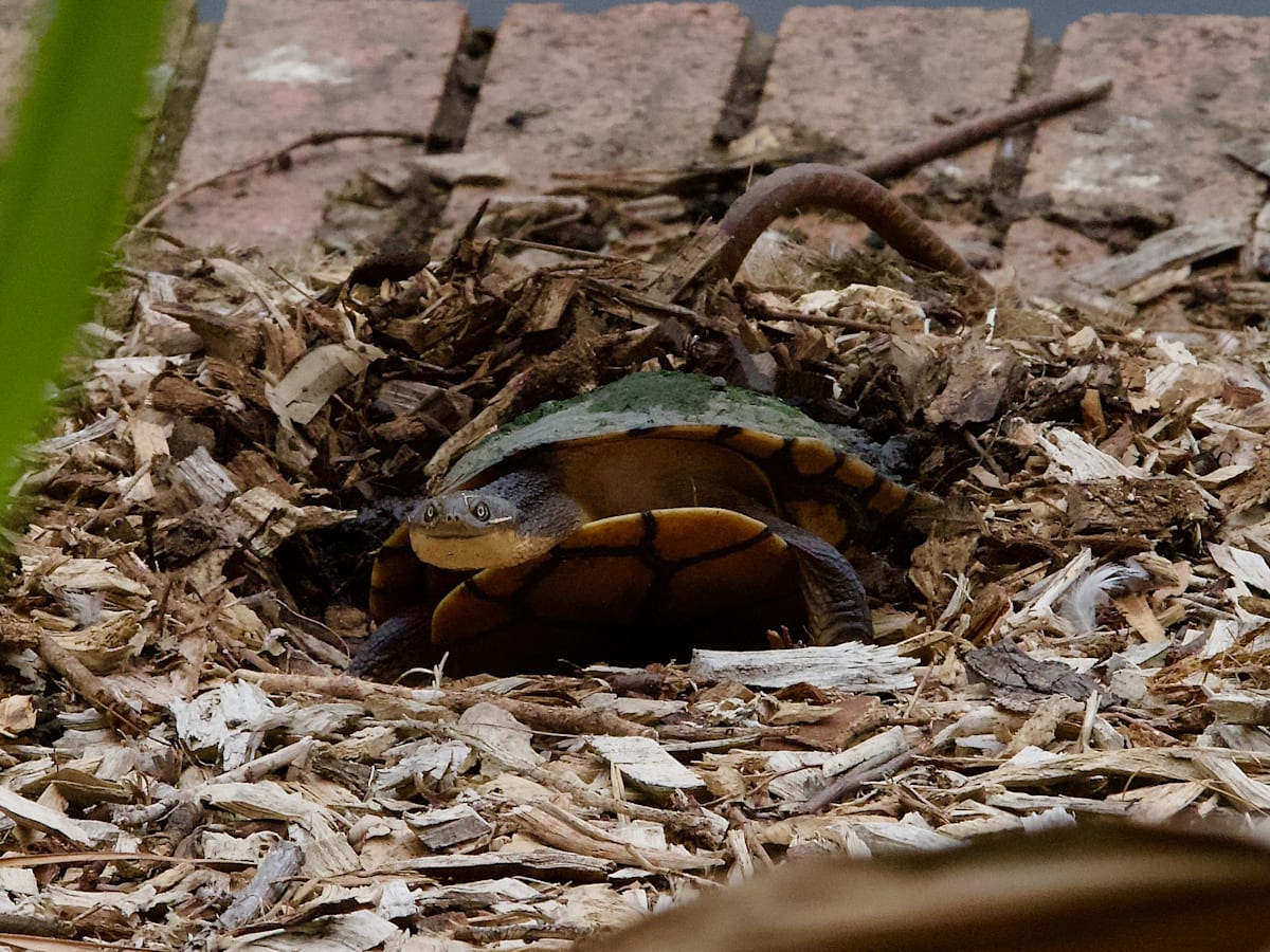 A turtley awesome find at Wollongong Botanic Garden