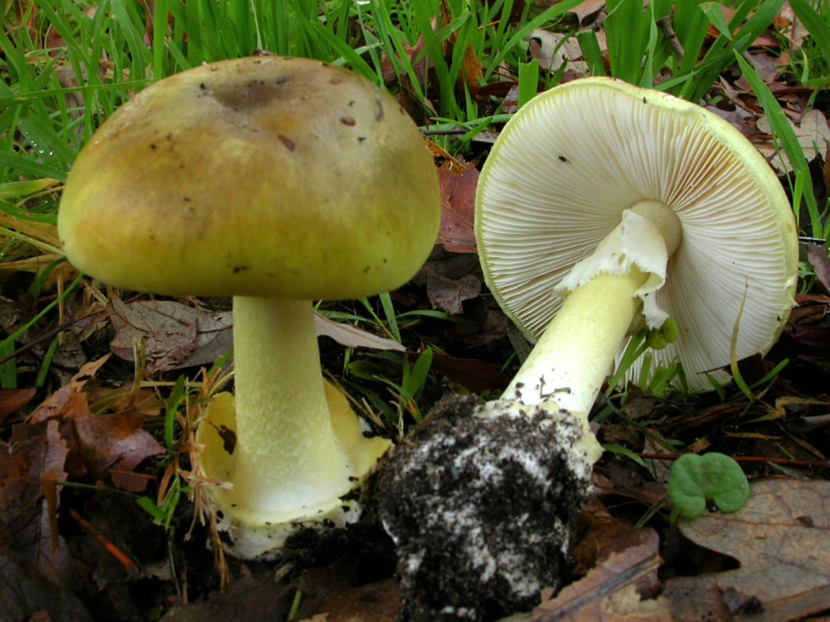 Mushroom poisoning case: Food dehydrator tested in Leongatha