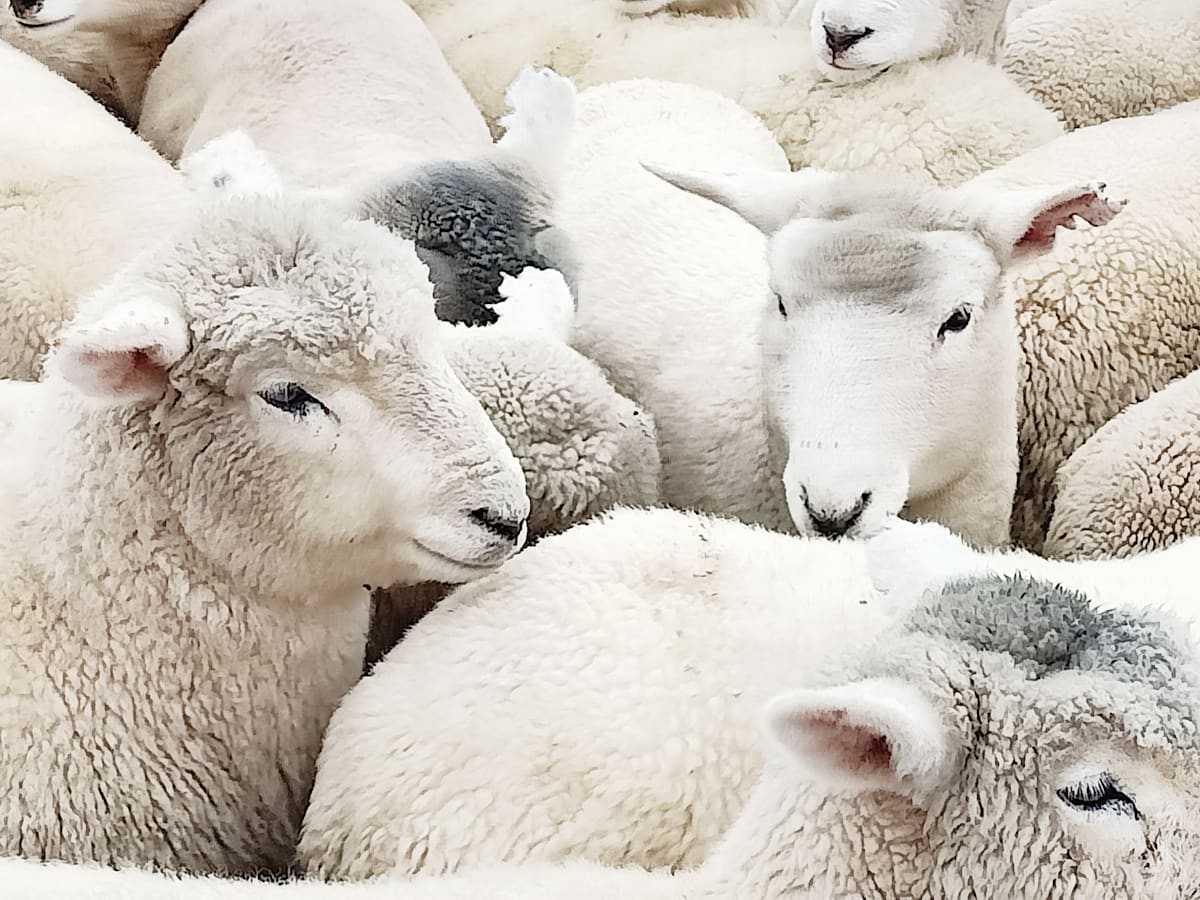 Store lamb prices firm at Matawhero