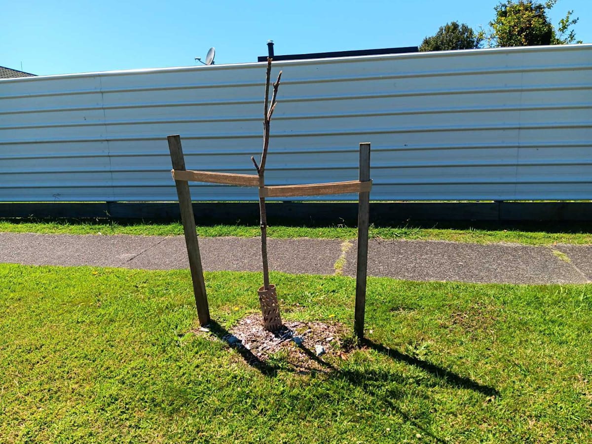 Vandals are thought to be behind damage caused to new tree plantings along a Gisborne street. A Gisborne District Council spokeswoman said the council was aware 10 new trees on Chalmers Rd had been vandalised to varying degrees. The alleged...