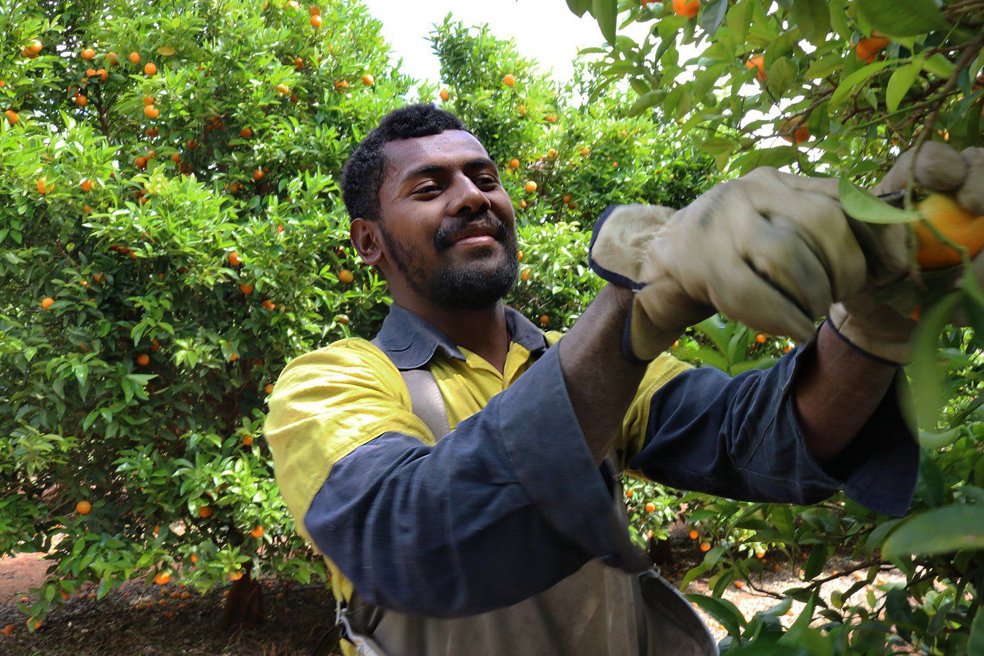 Pacific Islander picking fruit from a tree