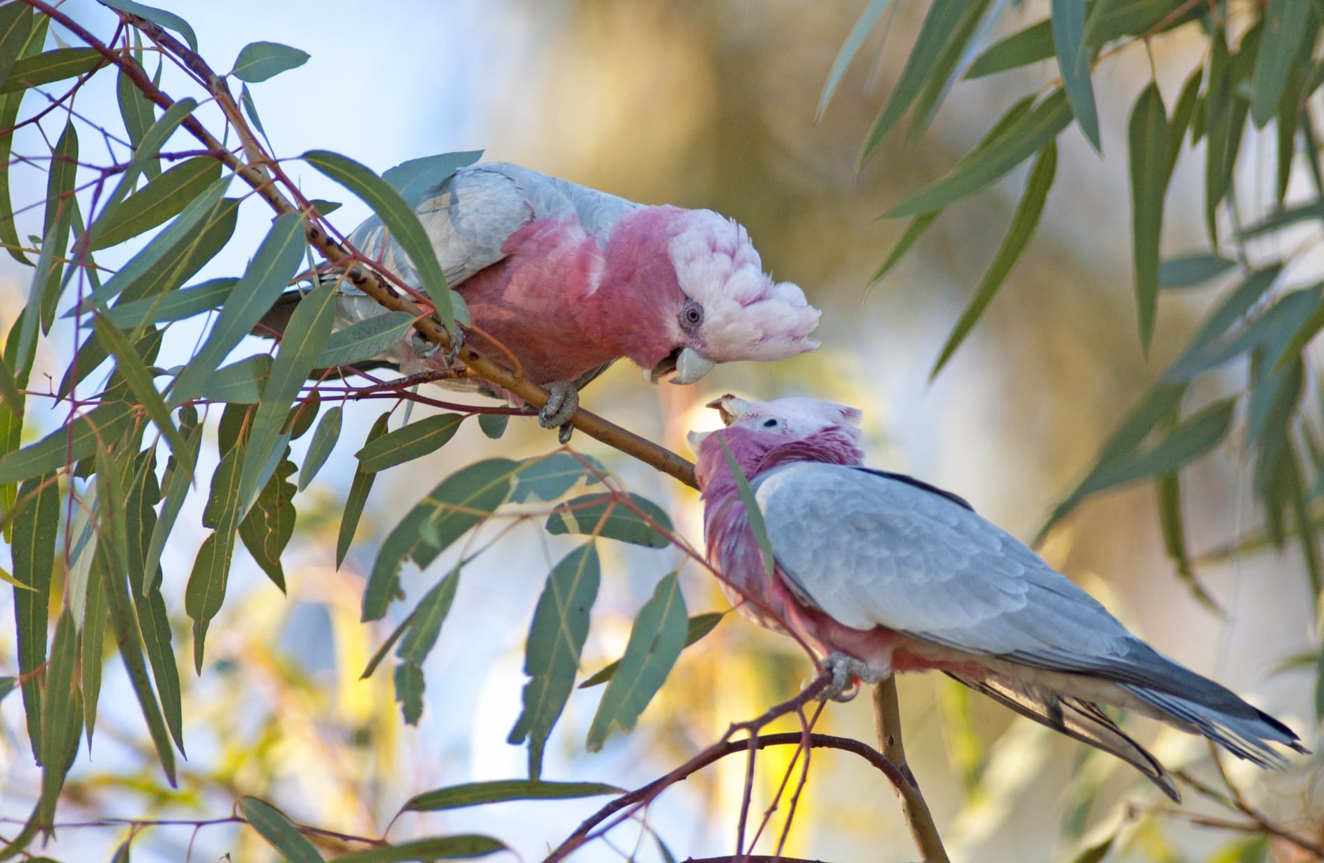 Two pink galahs on a tree branch