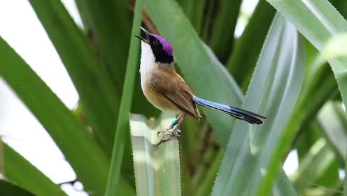 A purple-crowned fairy-wren sitting on a leaf.