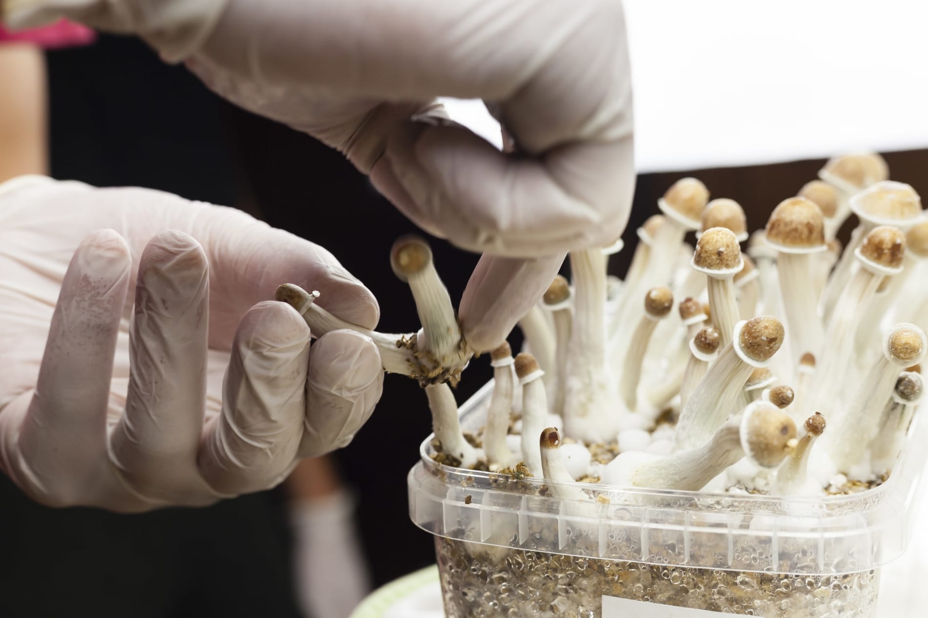 Psylocibin mushrooms growing in a plastic tub being collected by hands wearing white latex medical gloves.