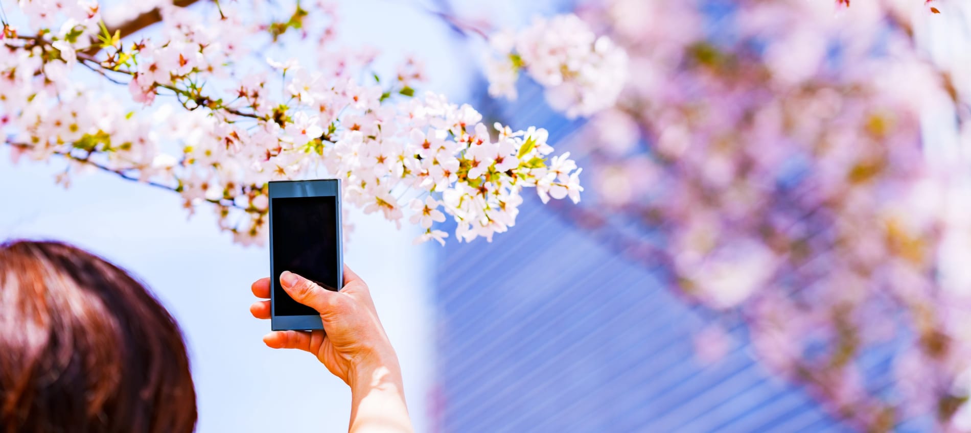 A woman photographing a cherry blossom tree branch in Japan.