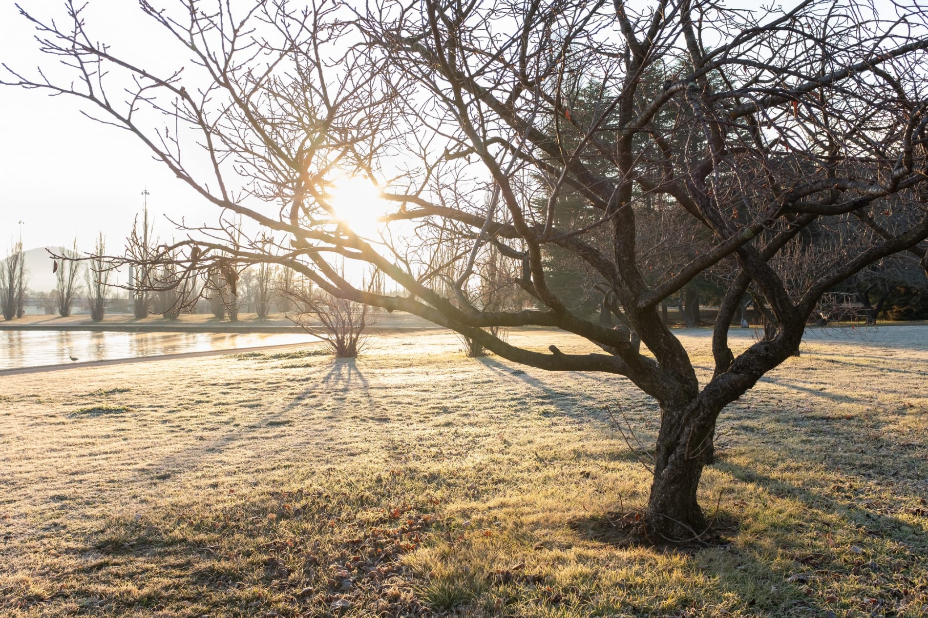 Tree with bare branches and grass covered with frost on sunny winter morning in a park in Canberra, Australia