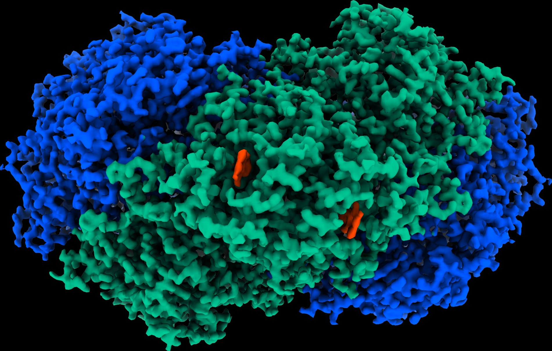 A map of the atomic structure of the Huc enzyme.