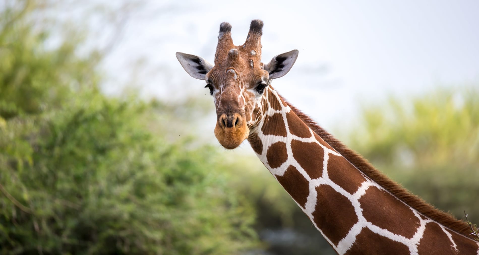 A giraffe facing the camera