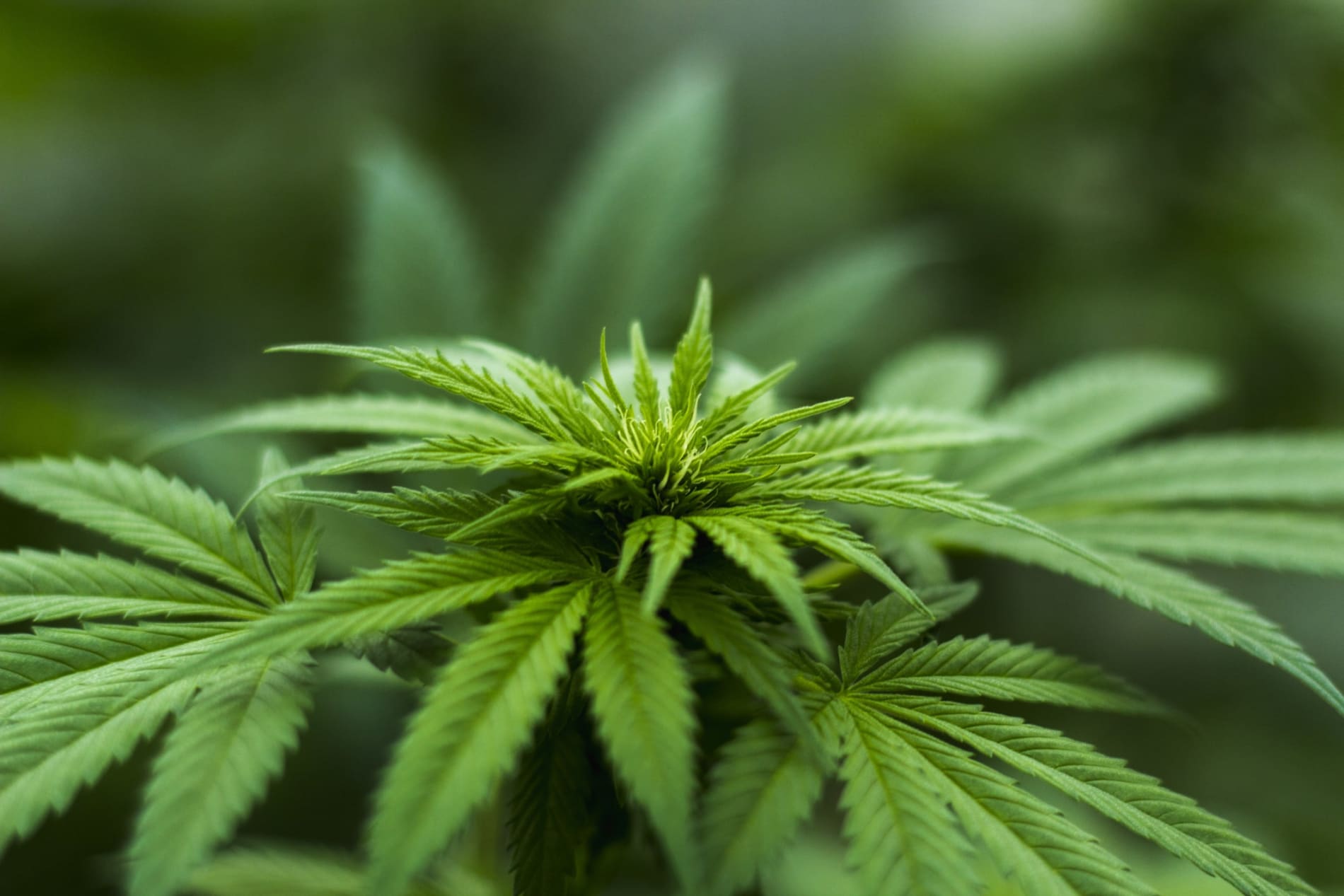 Early buds on a cannabis plant