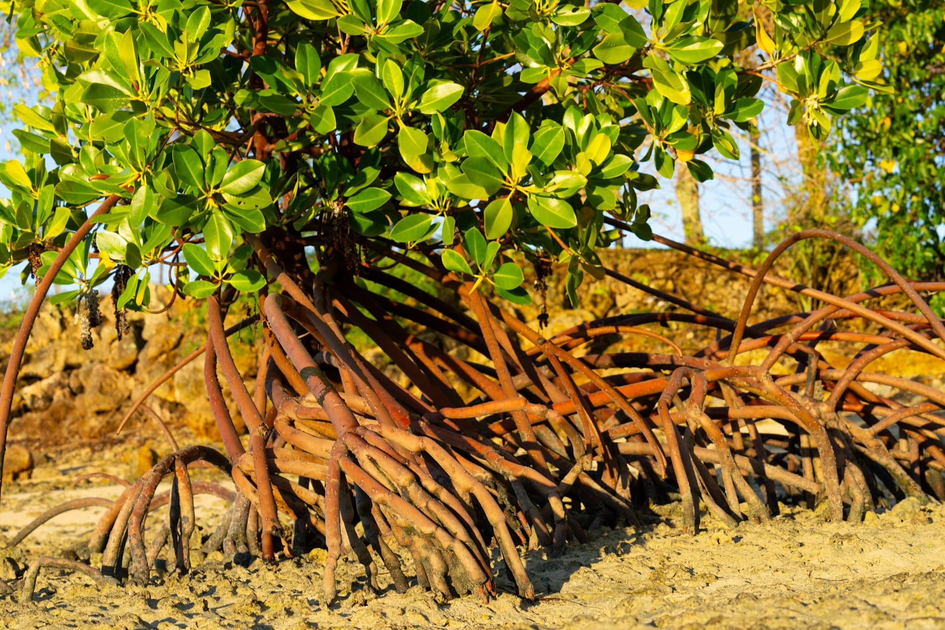 Mangrove trees