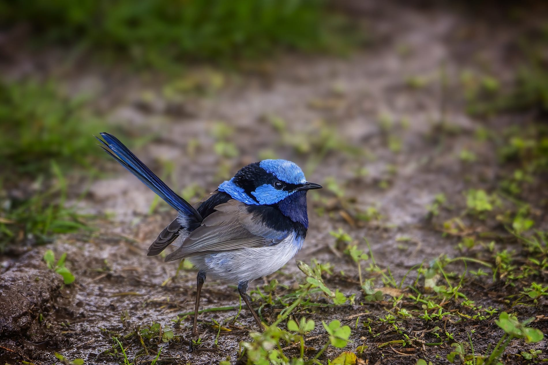 A young superb fairy-wren on the ground