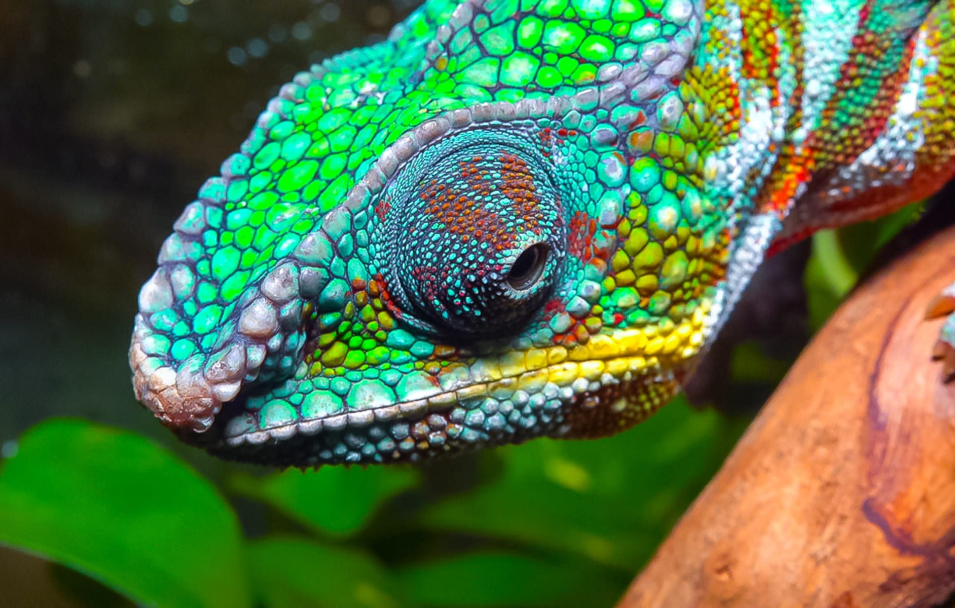 The graceful chameleon (Chamaeleo gracilis) on a tree branch