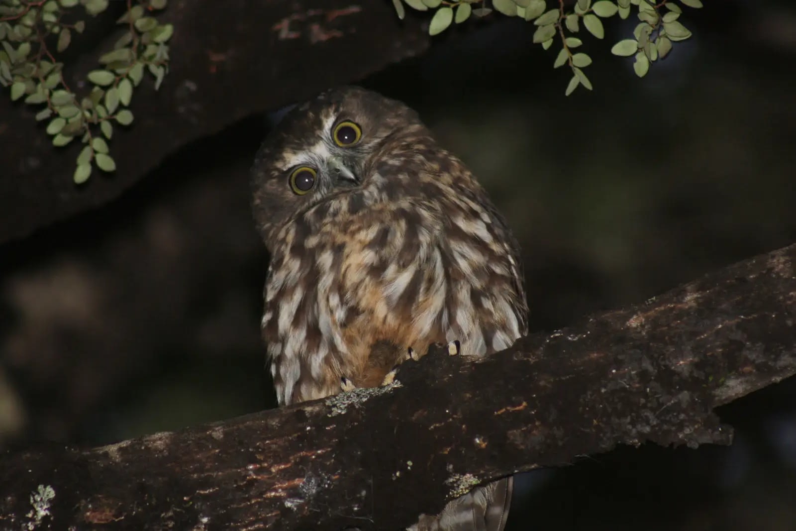 A morepork owl sitting on a branch.