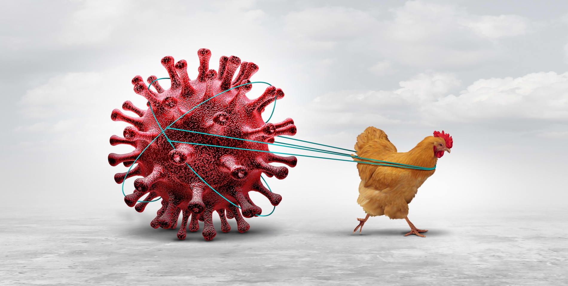 Bird flu concept. Chicken dragging flu virus.