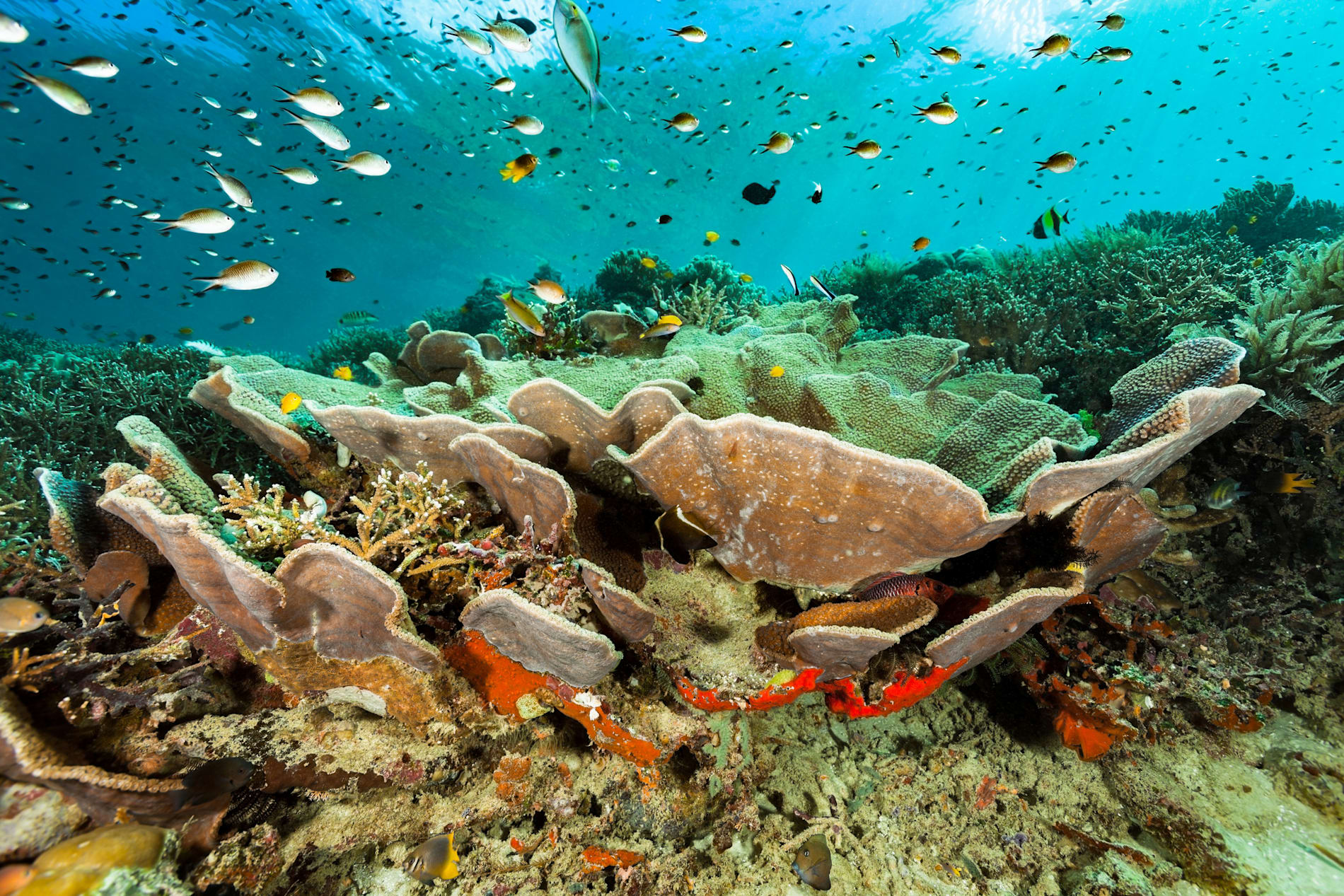 Coral reef with many fish swimming above it