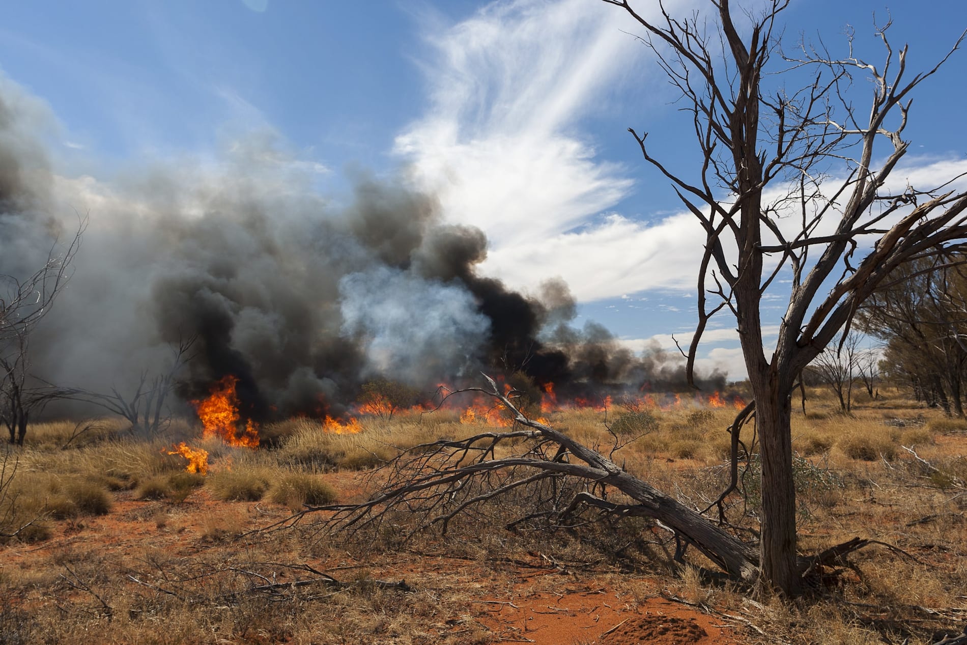 Cultural burning fire in outback Central Australia. with a tree in the foreground
