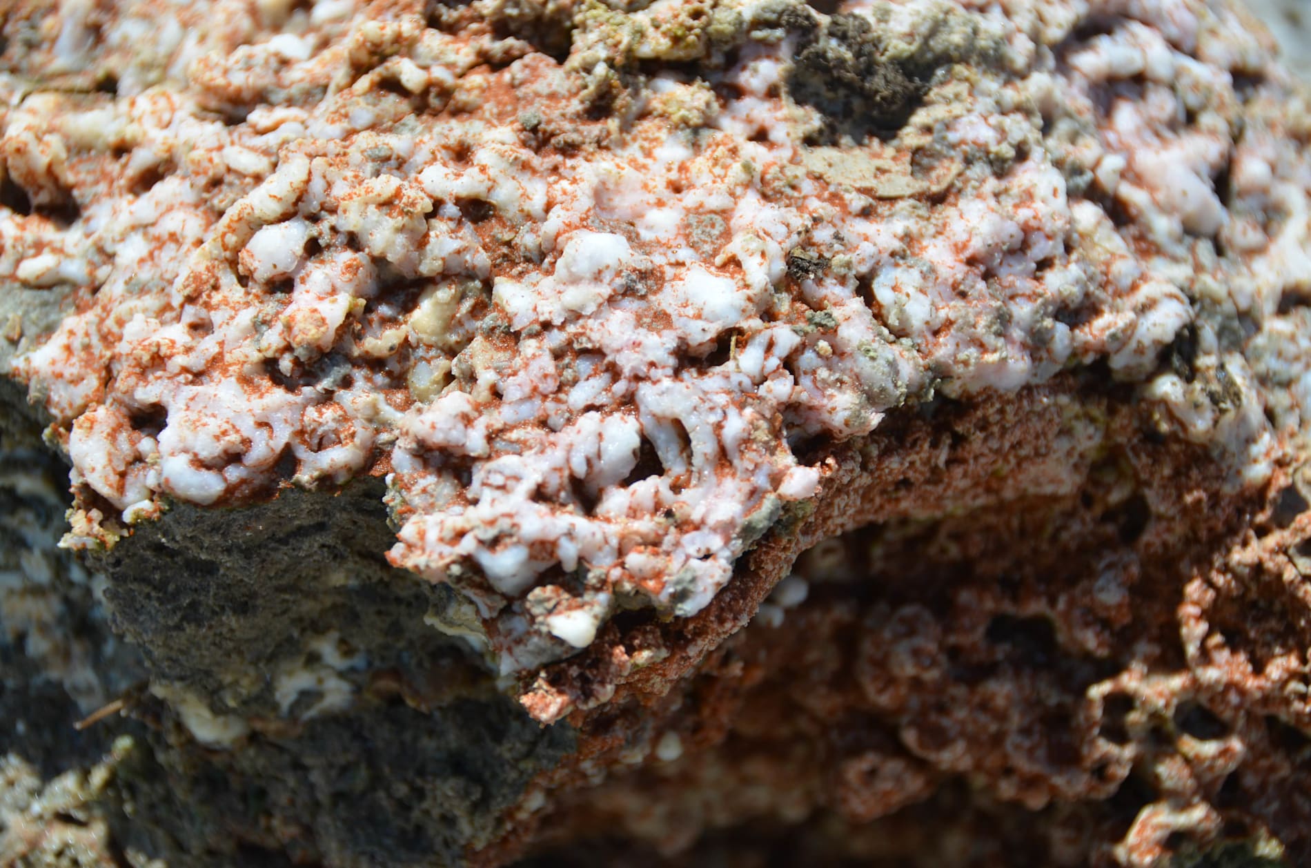 Close-up of a microbialite sample showing the light-orange mineral deposition linked to microbial activity.
