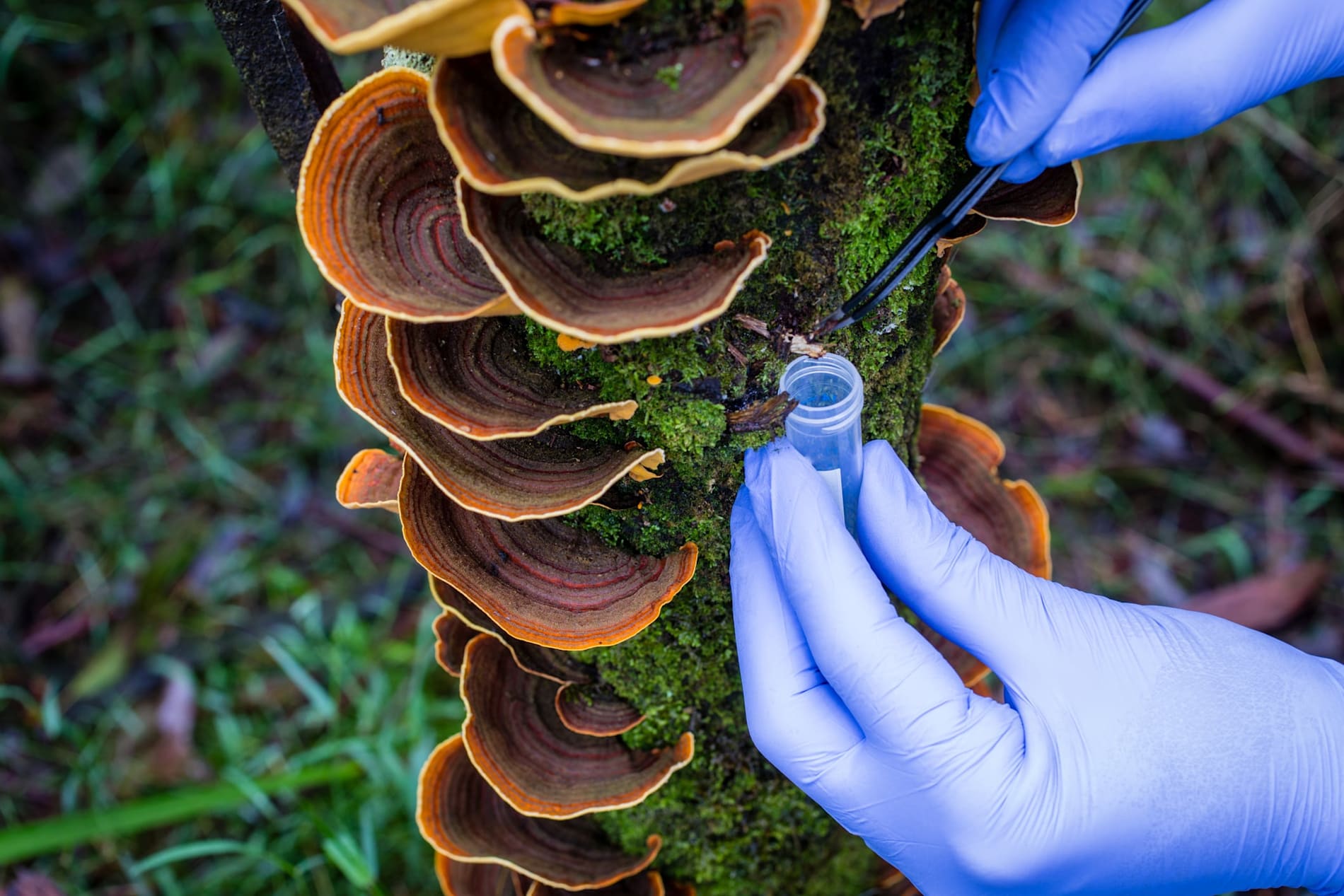 Researcher taking samples of moss and fungi in a rainforest 