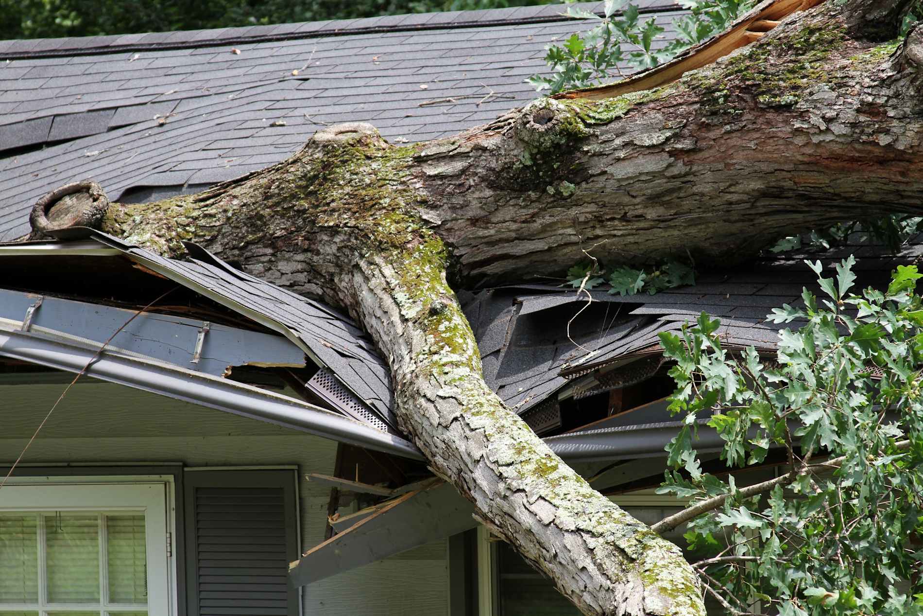 Storm-felled oak tree on a house, ripping through its roof