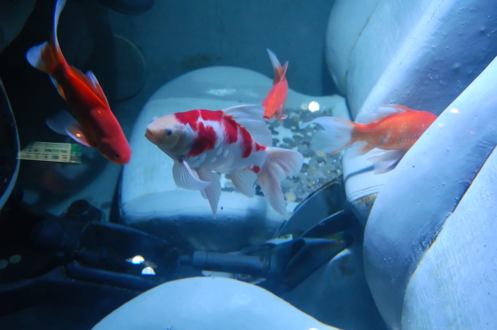 Fish in a car
