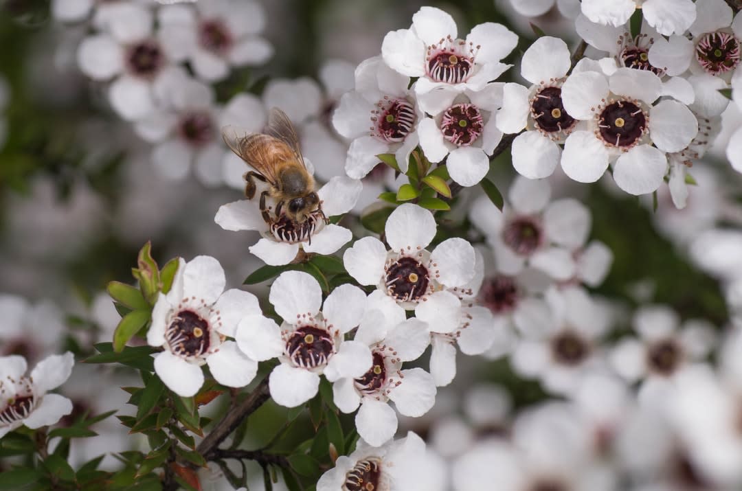 manuka flowers