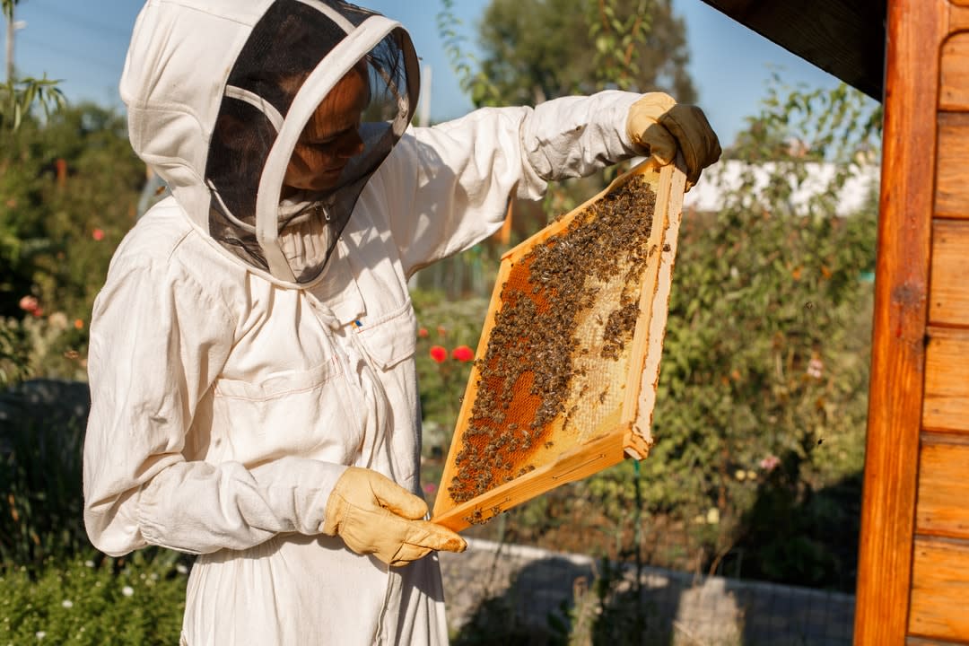 Beekeeper collecting honey