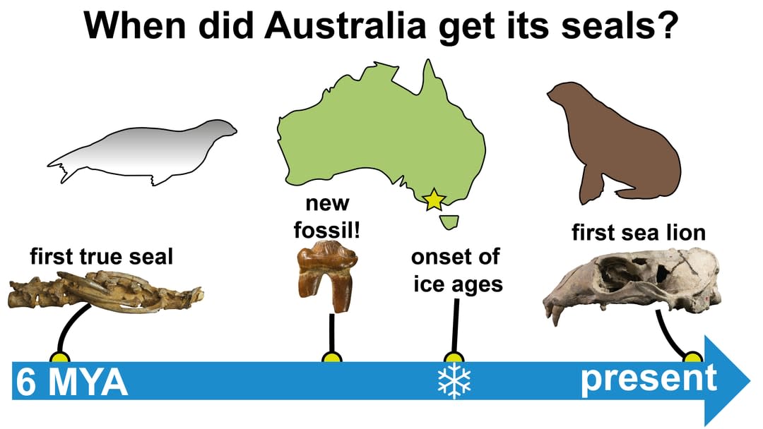 history of australian seals