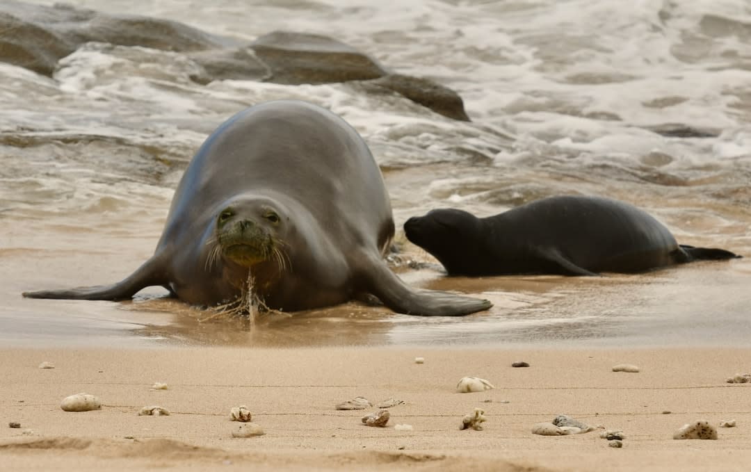 monk seals on a beach in hawaii