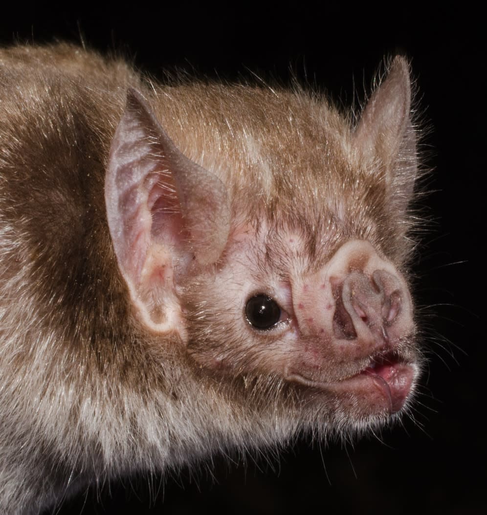 vampire bat