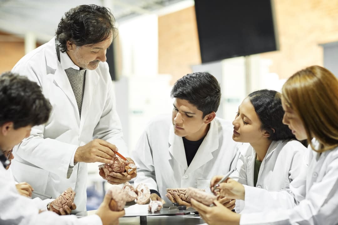 eacher explaining human brain to medical students