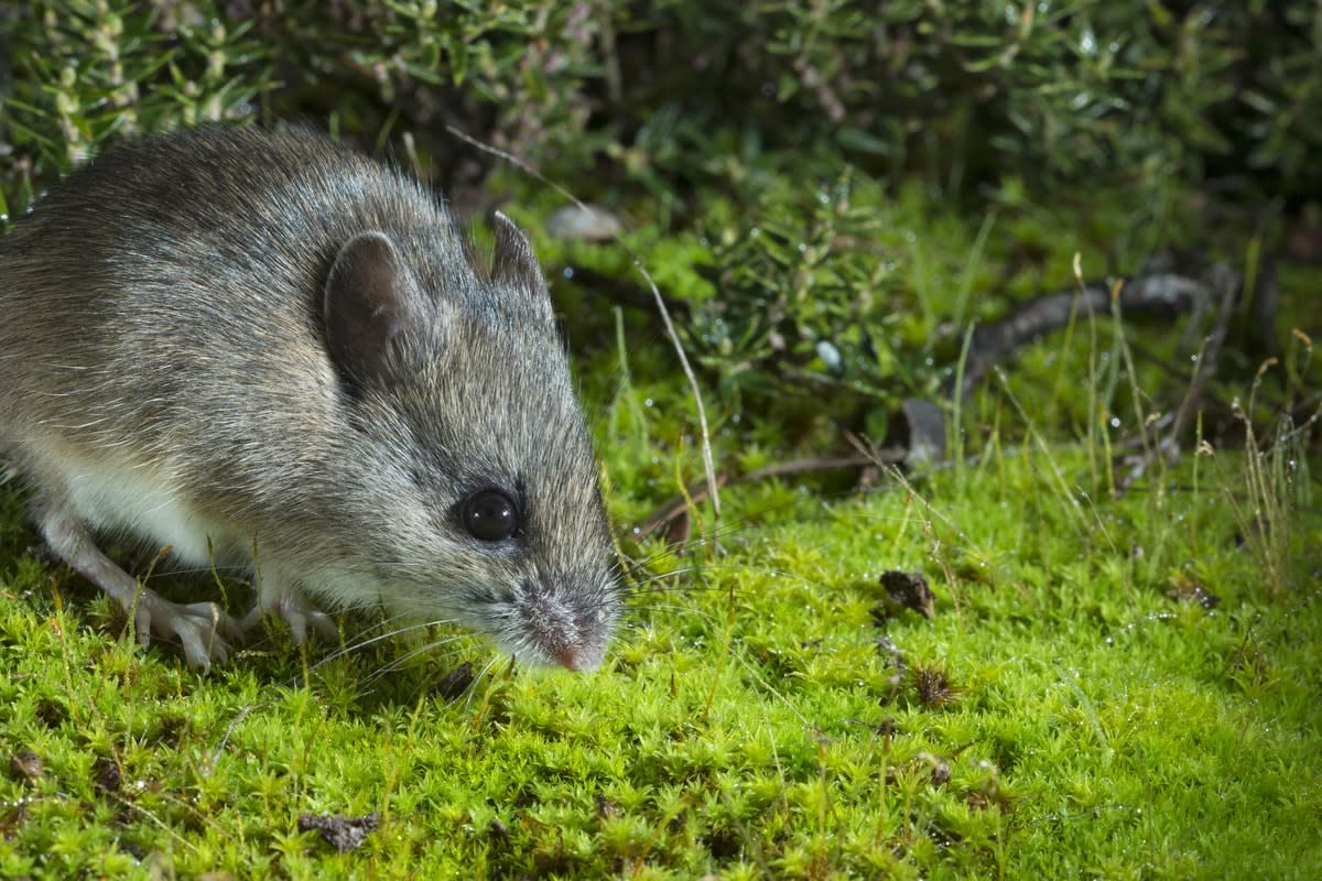 Picture of the New Holland Mouse, nationally threatened species that occurs in the states of Tasmania, Victoria and NSW