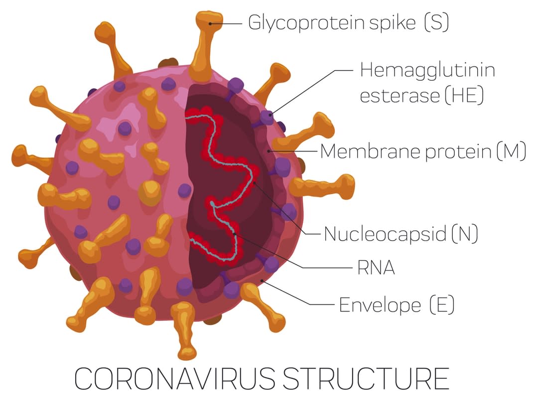 Infographic depicting the external and internal coronavirus structure