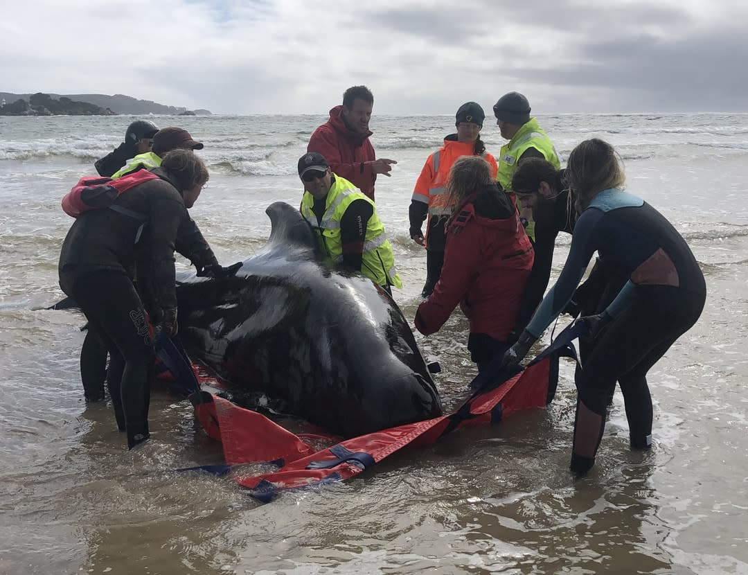 Rescuers try to save one of the stranded whales in Tasmania.