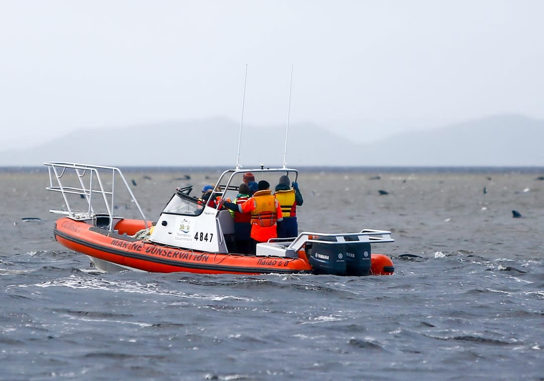 Rescue boat helping stranded whales in Tasmania.