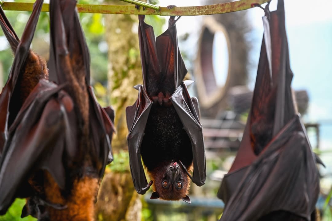 Bats hanging upside down.